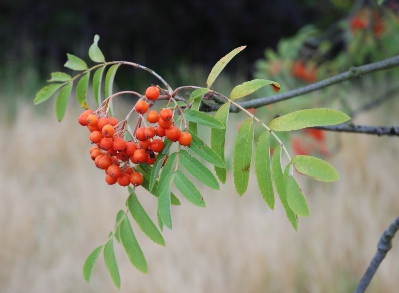 Datei:20260212 Werne-12-07-08 126a.jpg