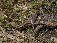 20260225 Eidechsen Paarung Simplon 2015.jpg