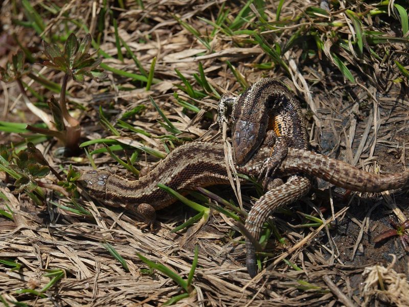 Datei:20260225 Eidechsen Paarung Simplon 2015.jpg