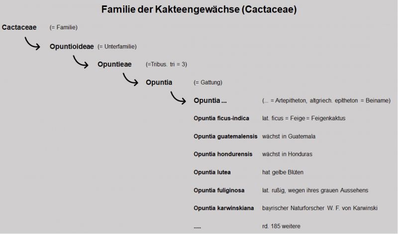 Datei:Bi-Kaktus Ordnung.jpg